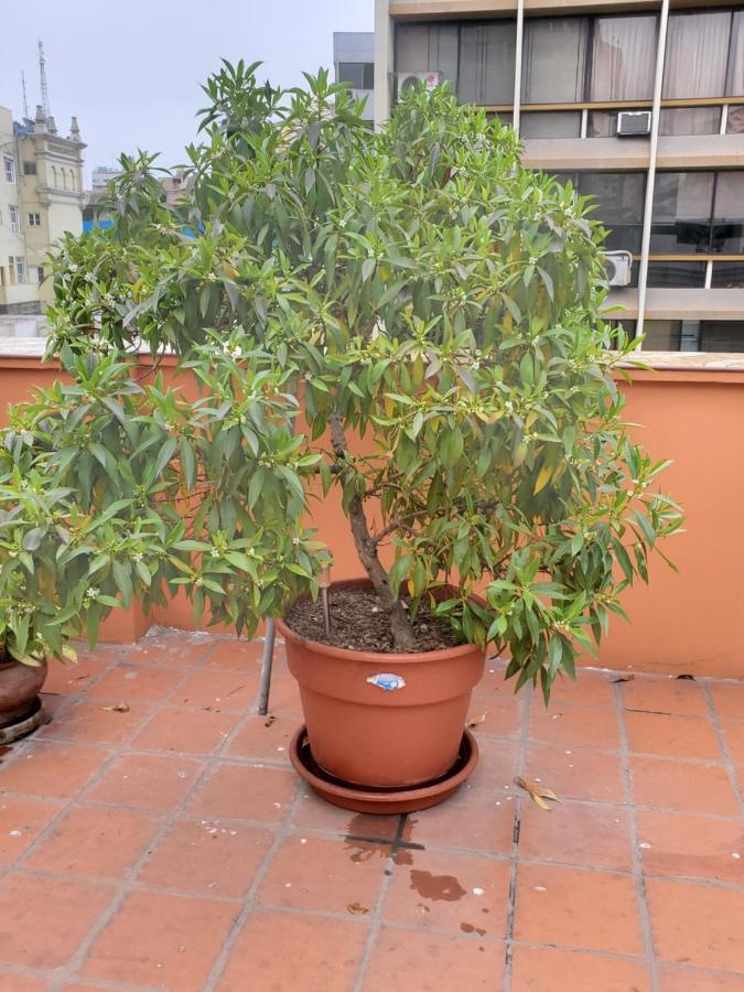 Residencial Waldorf Bed & Breakfast Lima Luaran gambar